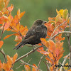 Red-winged Blackbird (young male)