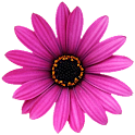 Flowers LWP Pro