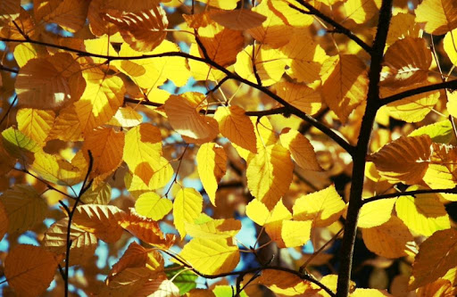 【免費個人化App】Betula papyrifera Wallpaper-APP點子