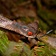 Mountain Slug-eating Snake