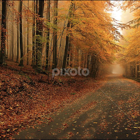 Scent of Autumn by Dragos Nedelcu - Landscapes Forests