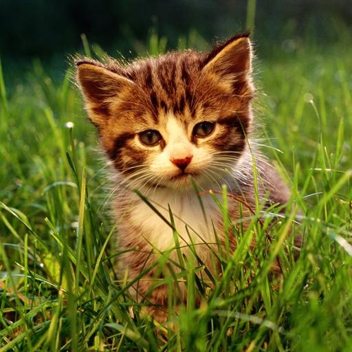 Cute Kittens Live Wallpaper