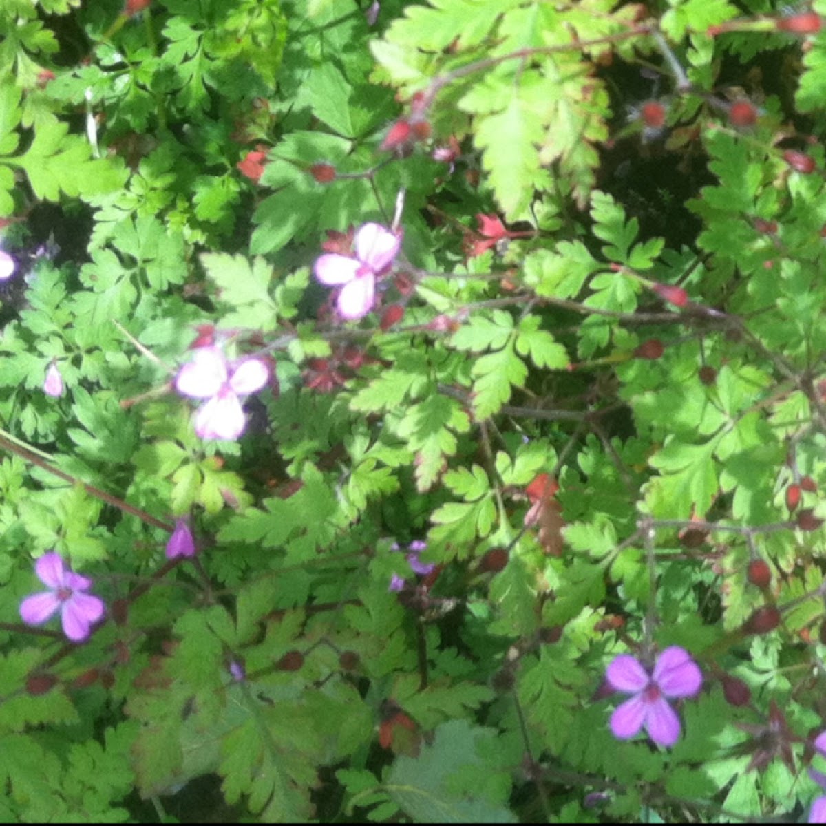 Herb Robert