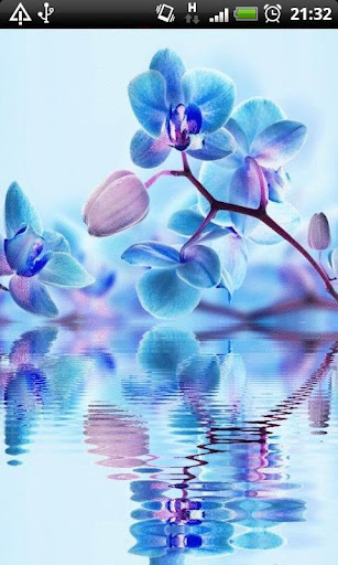 免費下載個人化APP|Blue Orchids in Water LWP app開箱文|APP開箱王