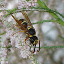 Mason wasp (male)