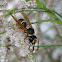 Mason wasp (male)