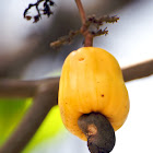 Cashew Tree