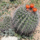 Barrel Cactus (Fishhook)