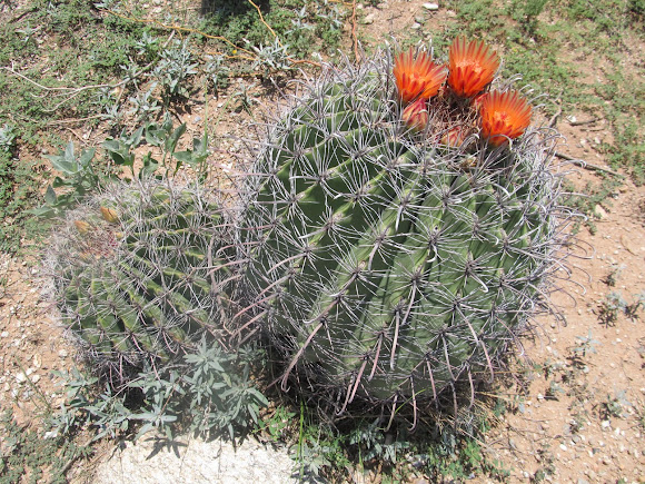 Barrel Cactus (Fishhook)