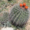 Barrel Cactus (Fishhook)