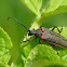 Elderberry longhorn beetle