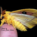 Io Moth (Male)