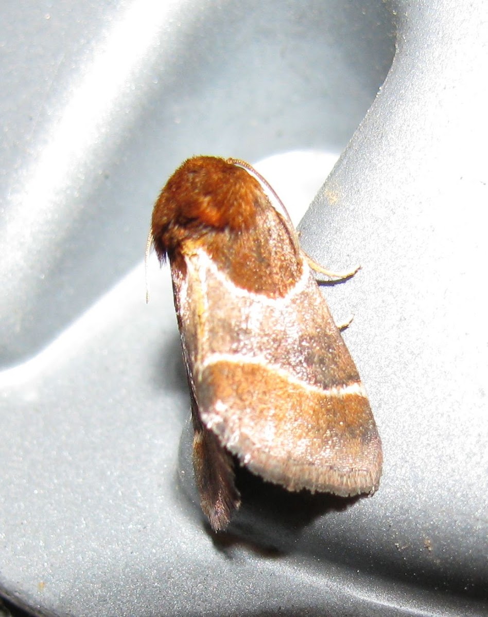 Arcigera flower moth