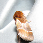 Arcigera flower moth