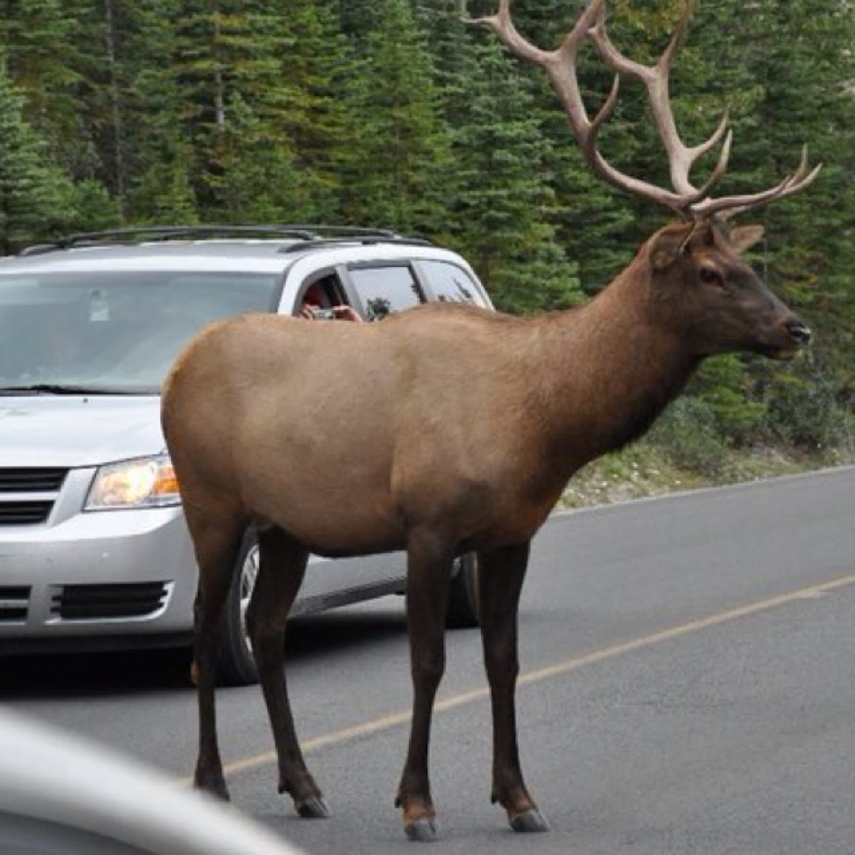 Elk