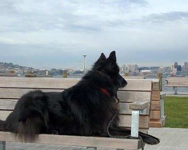 Belgian Sheepdog Wallpapers Screenshots 0