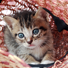 kitten playing with gardening hat by Sina Moh - Animals - Cats Kittens