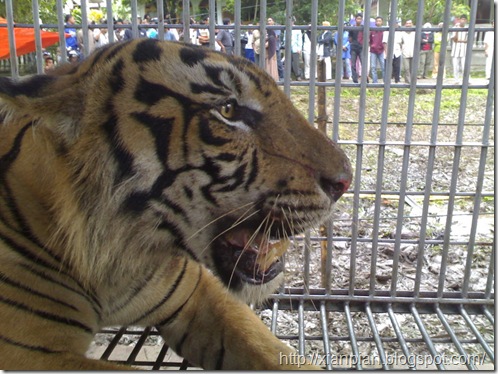 HarimauTapakTuan01