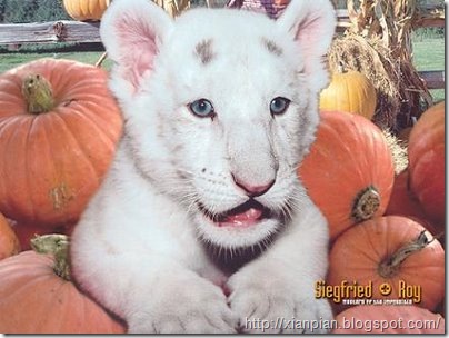 Baby white lion sitting