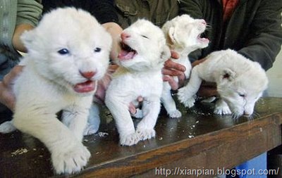 [Baby+white+lions[2].jpg]