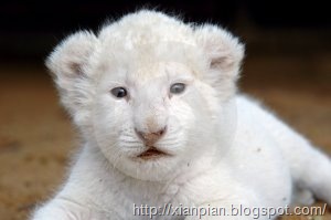 [Pretty+White+Lion+Cub[2].jpg]
