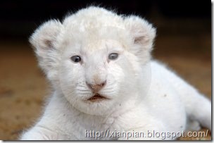 Pretty White Lion Cub