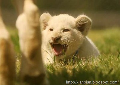 [White+Lion+Cub+Roaring[2].jpg]