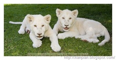 [White+Lion+Cubs+on+grass[2].jpg]