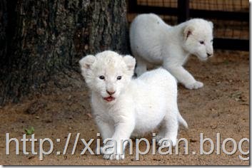 White Lion Cubs Together