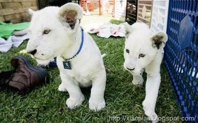 [White+Lion+Cubs+Walking.[2].jpg]