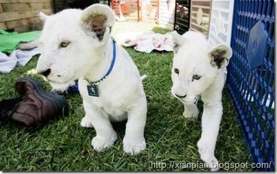 White Lion Cubs Walking.
