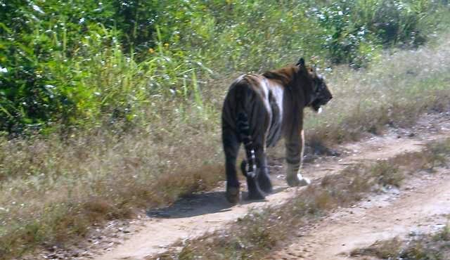Big cat-Tiger