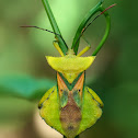 Leaf-footed Bug