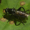 Xylotomima Syrphid Fly