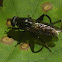 Xylotomima Syrphid Fly