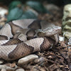 Cooper Head Snake
