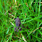 Common Toad?