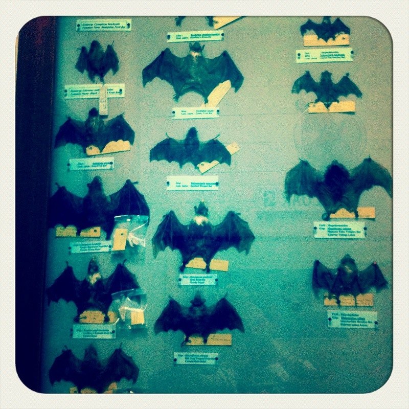 Bats