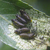 Imported Willow Leaf Beetle larvae