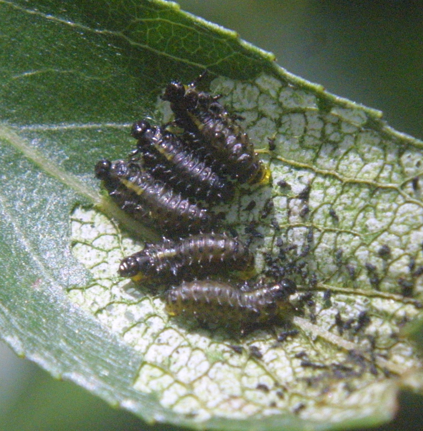 Imported Willow Leaf Beetle larvae