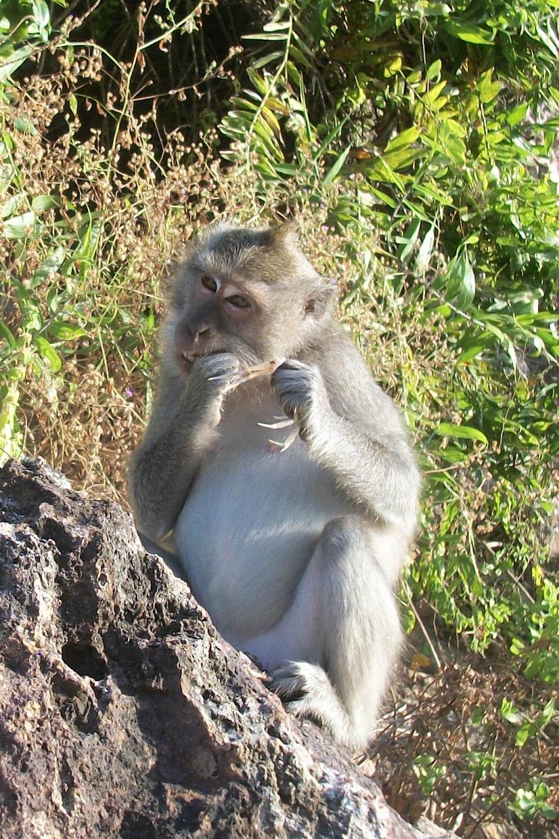 Macaque eating a crab