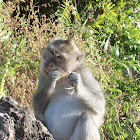 Macaque eating a crab