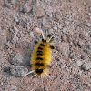 Spotted Tussock Moth  Caterpillar