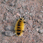 Spotted Tussock Moth  Caterpillar