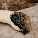 Dune Stinkhorn