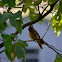 Northern Cardinal