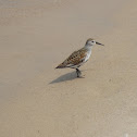 Least Sandpiper