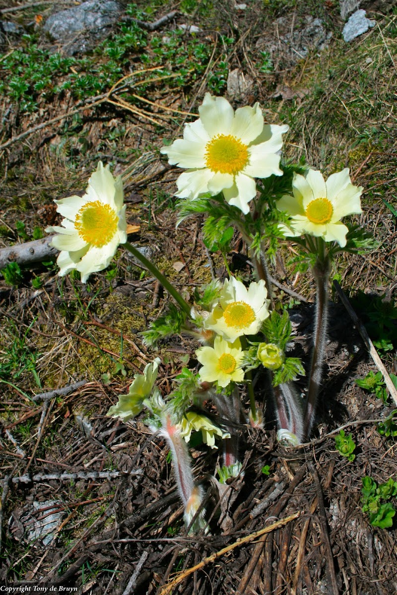 alpine pasqueflower