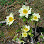 alpine pasqueflower