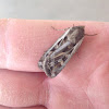 Army Cutworm